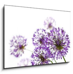 Obraz 1D - 100 x 70 cm F_E34117562 - Beautiful Allium / abstract  on white