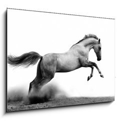 Sklenn obraz 1D - 100 x 70 cm F_E34235049 - silver-white stallion on black
