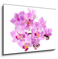 Obraz 1D - 100 x 70 cm F_E34344158 - red orchid - erven orchidej