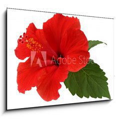 Obraz   a red hibiscus flower isolated on white background, 100 x 70 cm