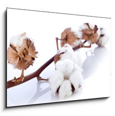 Obraz   cotton flower over branch, 100 x 70 cm