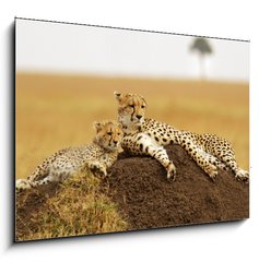 Obraz   Cheetahs on the Masai Mara in Southwestern Kenya, 100 x 70 cm