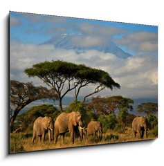 Obraz   Elephant family in front of Mt. Kilimanjaro, 100 x 70 cm