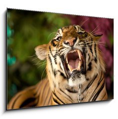 Obraz 1D - 100 x 70 cm F_E35010447 - The tiger growls - Tygr k