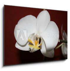 Obraz 1D - 100 x 70 cm F_E3521109 - orchidee - orchidea