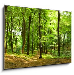 Obraz 1D - 100 x 70 cm F_E35316050 - Waldweg im Sommer