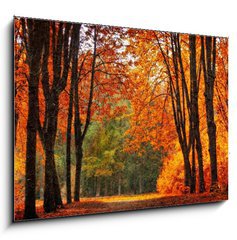 Obraz 1D - 100 x 70 cm F_E35345488 - Autumn park in oil painting style