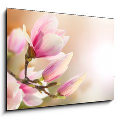 Obraz 1D - 100 x 70 cm F_E35514806 - magnolia - magnlie