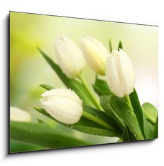 Obraz   tulip, 100 x 70 cm