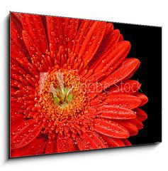 Obraz   red gerbera daisy, 100 x 70 cm