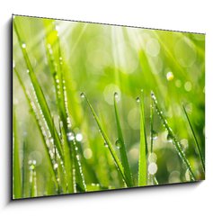 Obraz 1D - 100 x 70 cm F_E35733159 - Morning Dew
