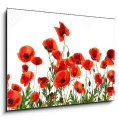 Obraz 1D - 100 x 70 cm F_E357867320 - Beautiful red poppy flowers on white background. Banner design