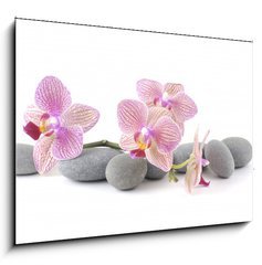 Obraz   Still life with pink orchid with gray stones, 100 x 70 cm