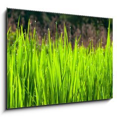 Sklenn obraz 1D - 100 x 70 cm F_E36700991 - Terraced rice fields in northern Thailand