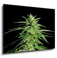 Sklenn obraz 1D - 100 x 70 cm F_E36911963 - Potent Medical Marijuana Plant