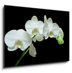 Sklenn obraz 1D - 100 x 70 cm F_E36934594 - White orchid on black background - Bl orchidej na ernm pozad