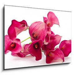 Sklenn obraz 1D - 100 x 70 cm F_E37226915 - Red Flower Calla