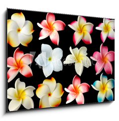 Obraz   fleurs frangipanier fond noir, 100 x 70 cm