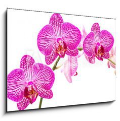 Obraz 1D - 100 x 70 cm F_E37898338 - Tralcio di orchidea