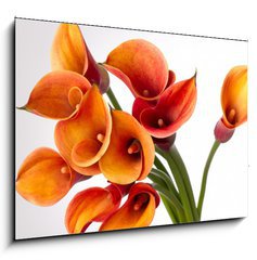 Obraz 1D - 100 x 70 cm F_E37918166 - Orange Calla lilies(Zantedeschia) over white