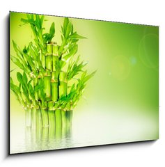Obraz   Bambus, 100 x 70 cm