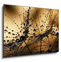 Obraz   wet dandelion seed, 100 x 70 cm