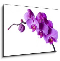 Sklenn obraz 1D - 100 x 70 cm F_E3828163 - orchid