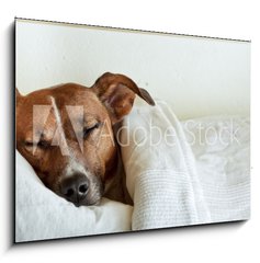 Sklenn obraz 1D - 100 x 70 cm F_E38583425 - dog in bed
