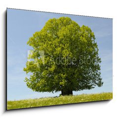 Sklenn obraz 1D - 100 x 70 cm F_E39531332 - Linde Baum - Basswood strom