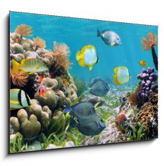 Sklenn obraz 1D - 100 x 70 cm F_E39646629 - Underwater panorama in a coral reef with colorful tropical fish and marine life - Podvodn panorama v korlovm tesu s barevnmi tropickmi rybami a moskm ivotem