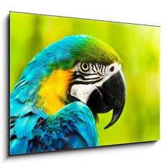 Sklenn obraz 1D - 100 x 70 cm F_E40257884 - Exotic colorful African macaw parrot