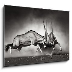 Sklenn obraz 1D - 100 x 70 cm F_E40410948 - Gemsbok fight