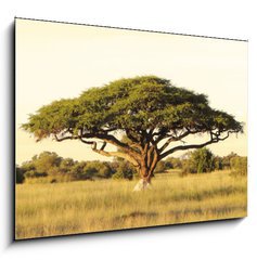 Obraz 1D - 100 x 70 cm F_E40470084 - Acacia on the African plain - Akcie na africk planin