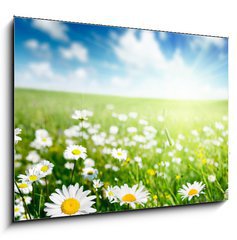 Obraz 1D - 100 x 70 cm F_E40565280 - field of daisy flowers