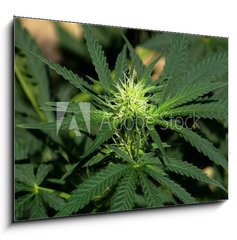 Obraz 1D - 100 x 70 cm F_E40614796 - Cannabis Hintergrund background - Cannabis Hintergrund pozad