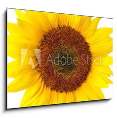 Sklenn obraz 1D - 100 x 70 cm F_E40639356 - Die perfekte Sonnenblume auf wei