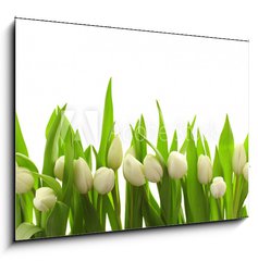Obraz 1D - 100 x 70 cm F_E40774643 - Weie Tulpen