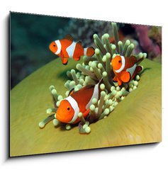 Sklenn obraz 1D - 100 x 70 cm F_E40862196 - Three Western Clown Anemonefish in Anemone, Bunaken, Indonesia - Ti zpadn klaun Anemonefish v Anemone, Bunaken, Indonsie