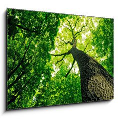 Sklenn obraz 1D - 100 x 70 cm F_E41095112 - forest
