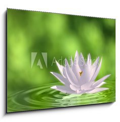 Obraz 1D - 100 x 70 cm F_E41172939 - Floating waterlily