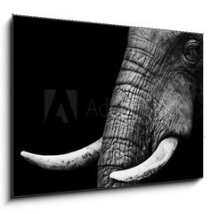 Sklenn obraz 1D - 100 x 70 cm F_E41216080 - African Elephant Close Up - Africk slon zblzka