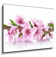 Sklenn obraz 1D - 100 x 70 cm F_E41227262 - beautiful pink peach blossom isolated on white - krsn rov broskvov kvt izolovanch na blm