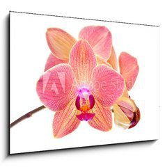 Obraz 1D - 100 x 70 cm F_E41466229 - Pink orchid