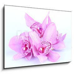 Obraz 1D - 100 x 70 cm F_E41582656 - beautiful pink orchid against blue background