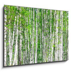 Obraz   Birch forest. May, 100 x 70 cm