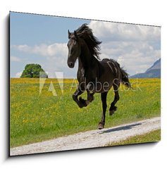 Obraz 1D - 100 x 70 cm F_E41915305 - Friese - Friesian