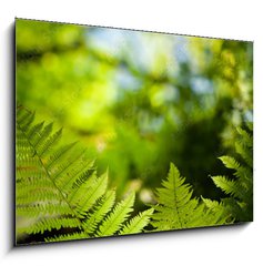 Obraz 1D - 100 x 70 cm F_E419413555 - Green fresh fern leafs in a forest with trees in the background and a blue sky