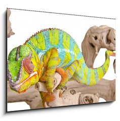 Sklenn obraz 1D - 100 x 70 cm F_E41961135 - Colorful chameleon. - Barevn chameleon.
