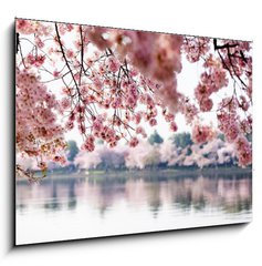 Obraz 1D - 100 x 70 cm F_E41977013 - Cherry Blossoms over Tidal Basin in Washington DC