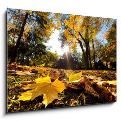 Obraz   Fall autumn park. Falling leaves in a sunny day, 100 x 70 cm